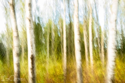 Painted Birch