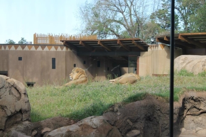 Lions 