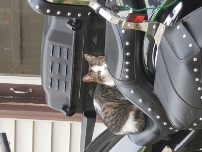 Easy rider