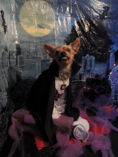 Dracula Yogi