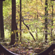 Fall through natures eyes