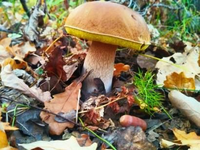 Mushroom