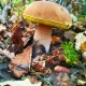 Mushroom