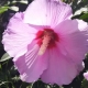 Pink Flower
