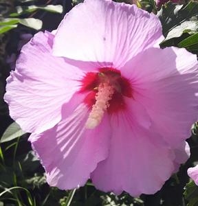 Pink Flower