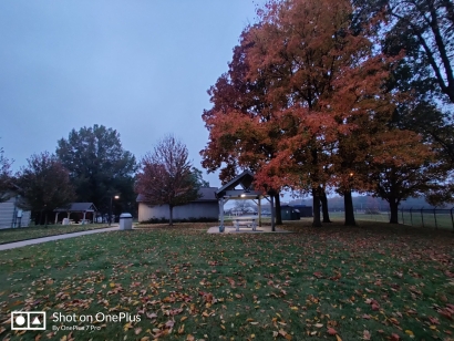 Leaves' fall