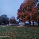 Leaves' fall