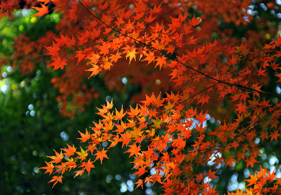 Autumn Leaves