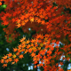 Autumn Leaves