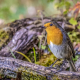 Little robin