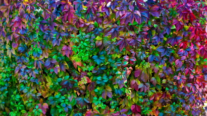 Multicolor autumn