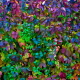 Multicolor autumn