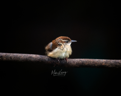 Alone - Carolina Wren Juvenile