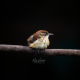 Alone - Carolina Wren Juvenile