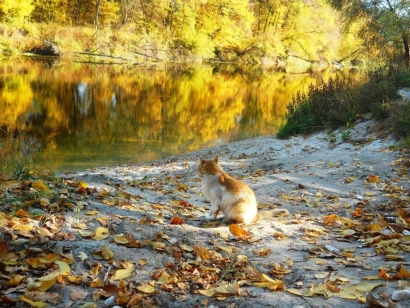 Ginger cat in the autumn fores...