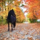 Zazu in the Fall