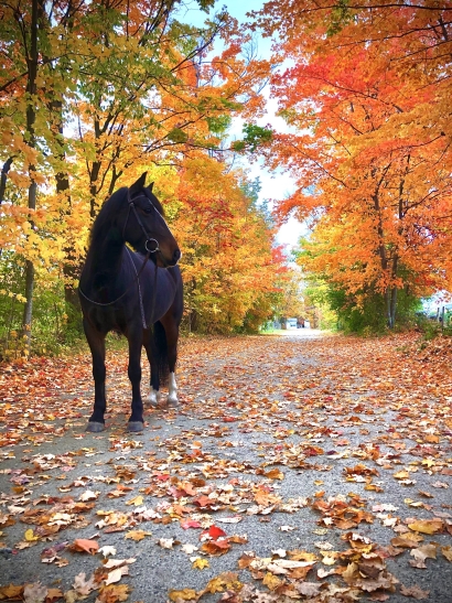 Zazu in the Fall