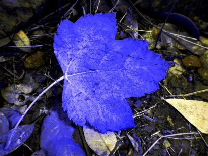 Blue Maple Leaf