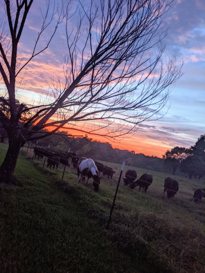 Horses