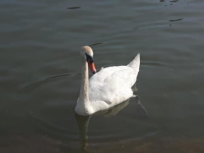 The Swan