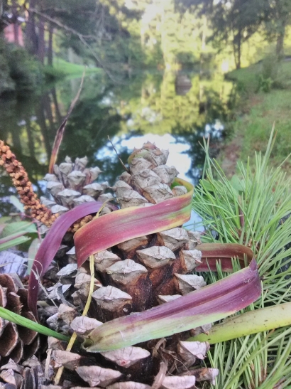 Pinecones Ribbon
