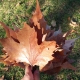Inspiring Leaves