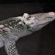 Albino crocodile