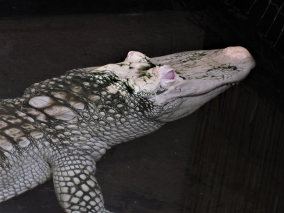 Albino crocodile