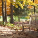 Fall Colors