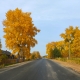 The gold autumn