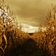 Autumn Fields of Corn