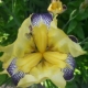 Yellow Flower