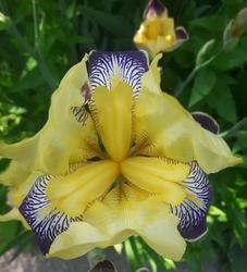Yellow Flower