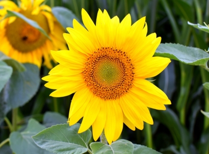 Sunflowers. Summer afternoon.L...