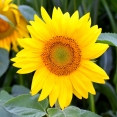 sunflowers-summer-afternoonlittle-sun