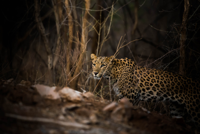 Leopard coming out of woods