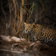 Leopard coming out of woods