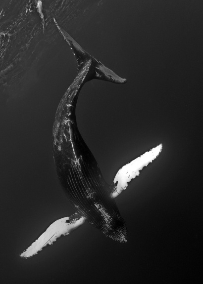 Cetus