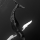 Cetus
