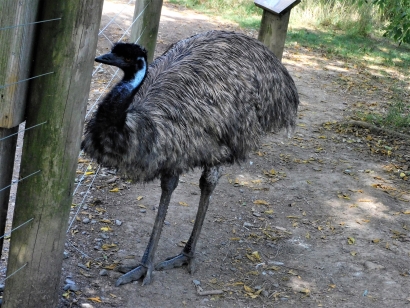 Emu