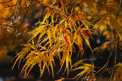 Golden Maple