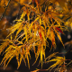 Golden Maple