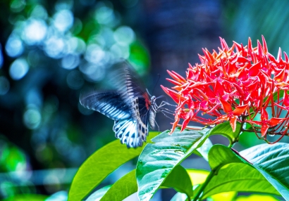 Beauty of butterfly