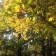 2020fallcontest