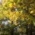 2020fallcontest
