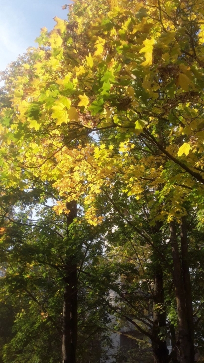 2020fallcontest