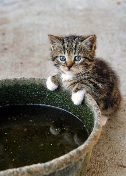 Sweet Little Farm Kitten