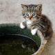 Sweet Little Farm Kitten