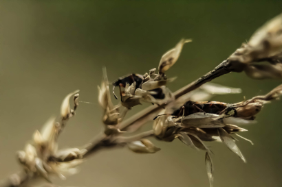 Beetles on the grass in the au...
