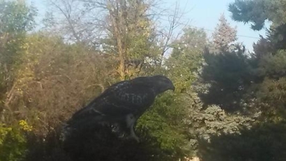 Hawk